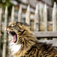 Ausflug nach Wolfegg - Carmen Schanz
