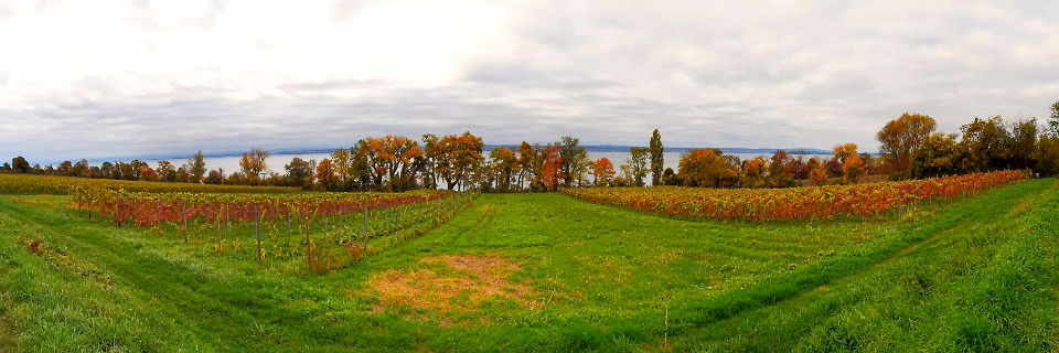 Weinlage am Bodensee